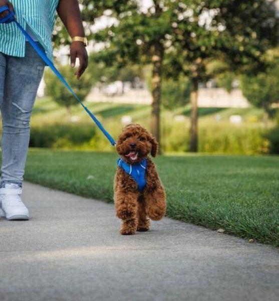 Повсякденна шлейка для собак Ruffwear Front Range (синій, М) 912 фото