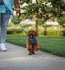 Повсякденна шлейка для собак Ruffwear Front Range (синій, М) 912 фото 9