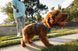 Повсякденна шлейка для собак Ruffwear Front Range (синій, М) 912 фото 10