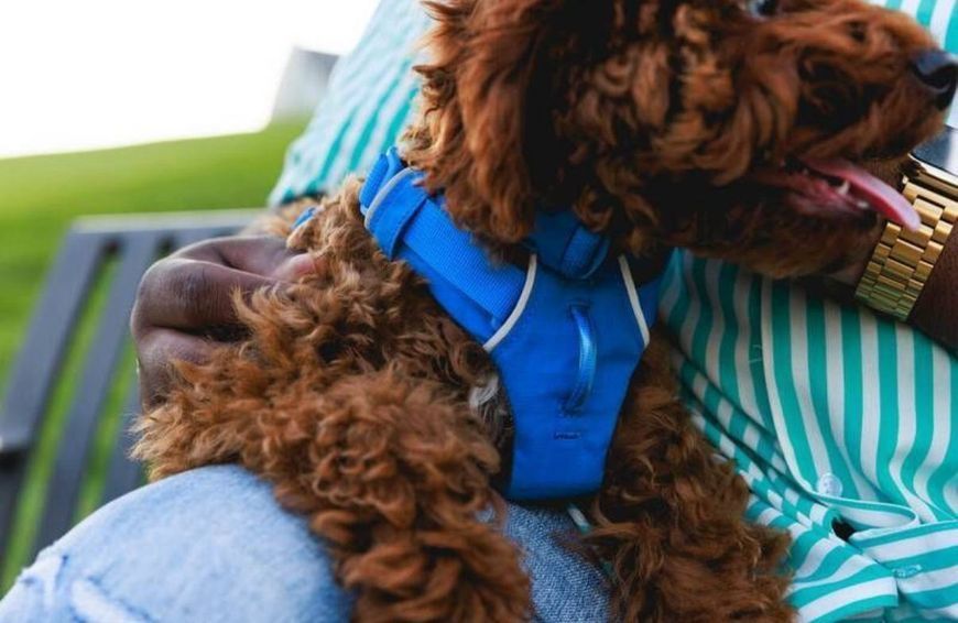 Повсякденна шлейка для собак Ruffwear Front Range (синій, М) 912 фото