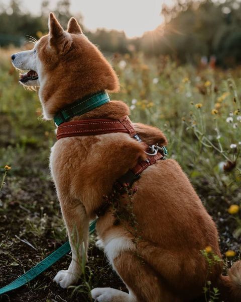 Анатомічна шлейка для собак Hurtta Casual Y-harness (коричневий, 90-100 см) 358 фото