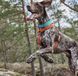 Анатомічна шлейка для собак Hurtta Casual Y-harness (коричневий, 90-100 см) 358 фото 7