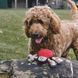 М'яка іграшка для собак Beco Pets Павук М 828 фото 4