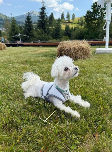 Охолоджувальний жилет для собак Pets World (4XL) 357 фото