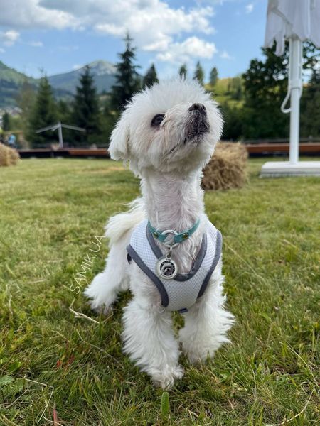 Охолоджувальний жилет для собак Pets World (4XL) 357 фото