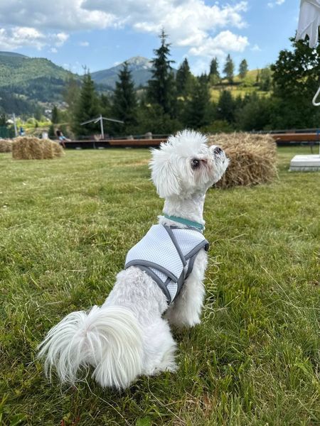 Охолоджувальний жилет для собак Pets World (4XL) 357 фото