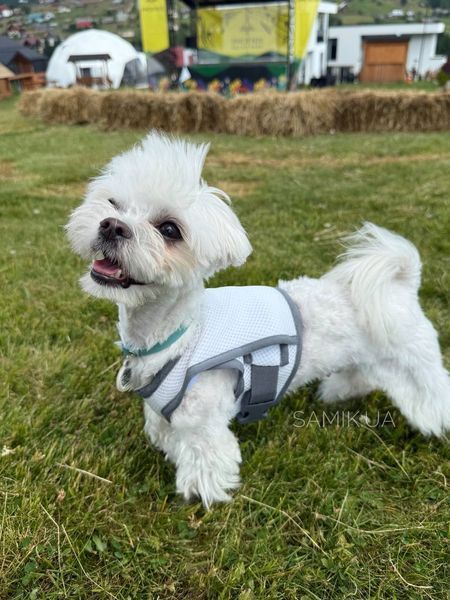 Охолоджувальний жилет для собак Pets World (4XL) 357 фото