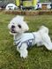 Охолоджувальний жилет для собак Pets World (4XL) 357 фото 3