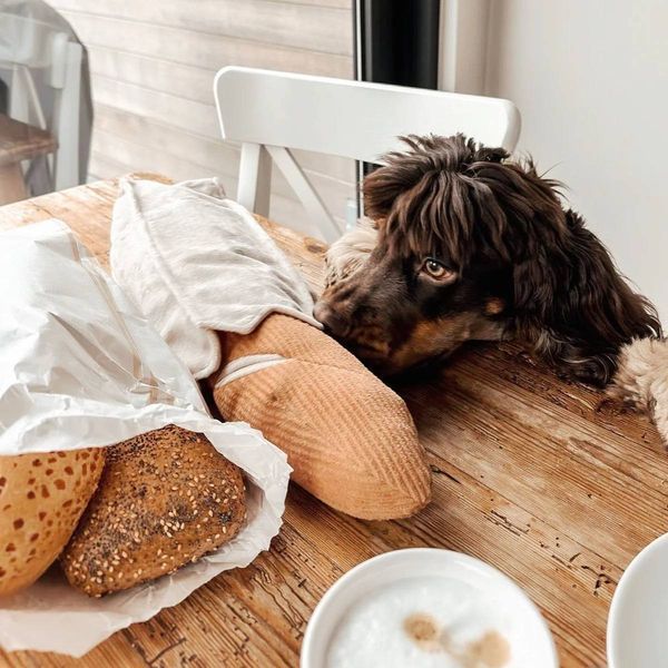 Пошукова іграшка для собак Baguette Lambwolf (43 см) 658 фото