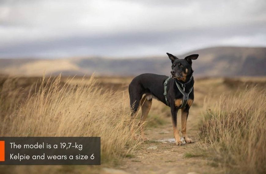 Шлейка для собак Line harness 5.0 Non-stop dogwear (зелений 1) 259 фото