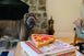 Іграшка для собак Snack Attack - Puppy-roni Pizza Pet Play (mini) 929 фото 4