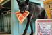 Іграшка для собак Snack Attack - Puppy-roni Pizza Pet Play (mini) 929 фото 2