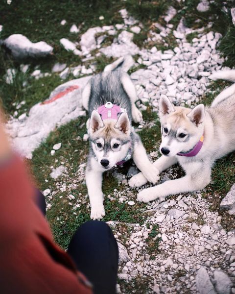 Нашийник для собак Alpha 360 Wooly Wolf (S) 500 фото