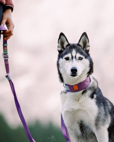 Нашийник для собак Alpha 360 Wooly Wolf (S) 500 фото