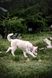 Нашийник для собак Alpha 360 Wooly Wolf (S) 500 фото 4