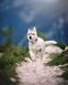 Нашийник для собак Alpha 360 Wooly Wolf (S) 500 фото 5
