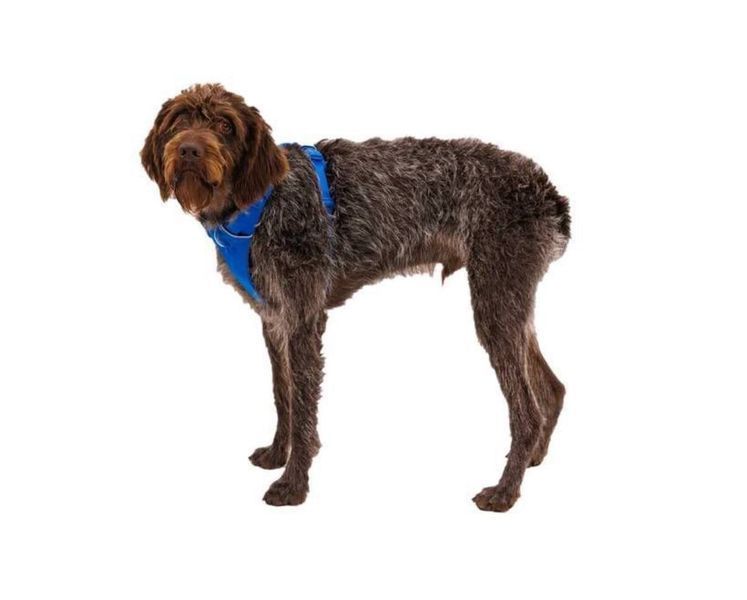 Повсякденна шлейка для собак Ruffwear Front Range (синій, XXS) 912 фото