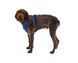 Повсякденна шлейка для собак Ruffwear Front Range (синій, XXS) 912 фото 7